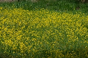 David Plant Photography - Wildlife Photography - Great yellow-cress - E