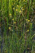 David Plant Photography - Wildlife Photography - Great yellow-cress - F