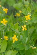 David Plant Photography - Wildlife Photography - Greater celandine - C