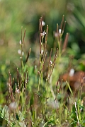 David Plant Photography - Wildlife Photography - Hairy bittercress - B