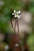 David Plant Photography - Wildlife Photography - Hairy bittercress - C