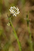 David Plant Photography - Wildlife Photography - Hairy rock-cress - A