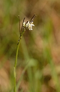 David Plant Photography - Wildlife Photography - Hairy rock-cress - B