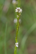 David Plant Photography - Wildlife Photography - Hairy rock-cress - D