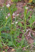 David Plant Photography - Wildlife Photography - Hairy rock-cress - F