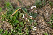 David Plant Photography - Wildlife Photography - Hairy whitlowgrass - A