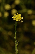 David Plant Photography - Wildlife Photography - Hedge mustard - A