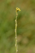 David Plant Photography - Wildlife Photography - Hedge mustard - B