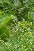 David Plant Photography - Wildlife Photography - Hedge mustard - C