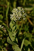 David Plant Photography - Wildlife Photography - Hoary cress - A