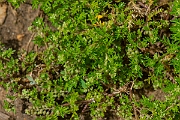 David Plant Photography - Wildlife Photography - Lesser swine-cress - C