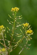 David Plant Photography - Wildlife Photography - Marsh yellow-cress - A