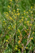 David Plant Photography - Wildlife Photography - Marsh yellow-cress - B
