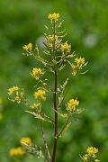 David Plant Photography - Wildlife Photography - Marsh yellow-cress - C