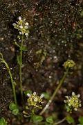 David Plant Photography - Wildlife Photography - Mountain scurvy-grass - A