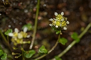 David Plant Photography - Wildlife Photography - Mountain scurvy-grass - B