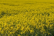 David Plant Photography - Wildlife Photography - Oilseed rape - A