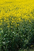David Plant Photography - Wildlife Photography - Oilseed rape - B