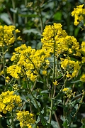 David Plant Photography - Wildlife Photography - Oilseed rape - C