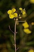 David Plant Photography - Wildlife Photography - Perennial wall rocket - A