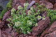 David Plant Photography - Wildlife Photography - Pyrenean scurvygrass - A