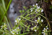 David Plant Photography - Wildlife Photography - Pyrenean scurvygrass - B
