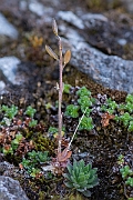 David Plant Photography - Wildlife Photography - Rock whitlowgrass - C