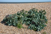 David Plant Photography - Wildlife Photography - Sea kale - A