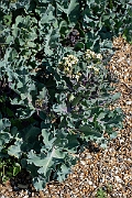 David Plant Photography - Wildlife Photography - Sea kale - B