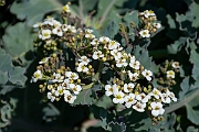 David Plant Photography - Wildlife Photography - Sea kale - C