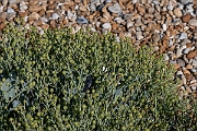 David Plant Photography - Wildlife Photography - Sea kale - E