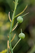 David Plant Photography - Wildlife Photography - Sea radish - E
