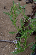David Plant Photography - Wildlife Photography - Sea rocket - A