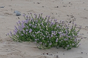 David Plant Photography - Wildlife Photography - Sea rocket - D