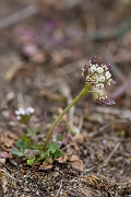 David Plant Photography - Wildlife Photography - Shepherd's cress - E