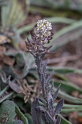 David Plant Photography - Wildlife Photography - Smith's pepperwort - A