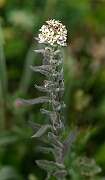 David Plant Photography - Wildlife Photography - Smith's pepperwort - B