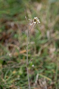 David Plant Photography - Wildlife Photography - Thale cress - C