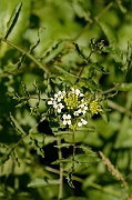 David Plant Photography - Wildlife Photography - Watercress - A