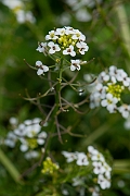 David Plant Photography - Wildlife Photography - Watercress - C