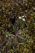David Plant Photography - Wildlife Photography - Wavy bittercress - B