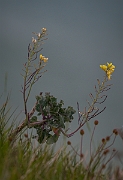 David Plant Photography - Wildlife Photography - Wild cabbage - A