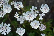David Plant Photography - Wildlife Photography - Wild candytuft - A