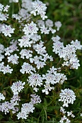 David Plant Photography - Wildlife Photography - Wild candytuft - B