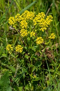David Plant Photography - Wildlife Photography - Wintercress - A