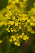 David Plant Photography - Wildlife Photography - Wintercress - B