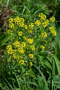 David Plant Photography - Wildlife Photography - Wintercress - C