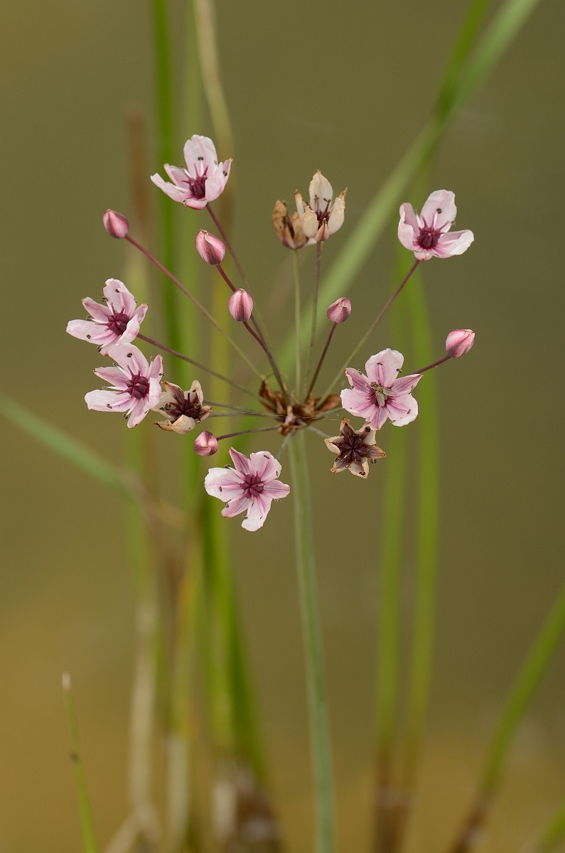 David Plant Photography - Wildlife Photography - Flowering rush - A.jpg - Flowering rush - Cmabridgeshire