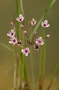 David Plant Photography - Wildlife Photography - Flowering rush - A