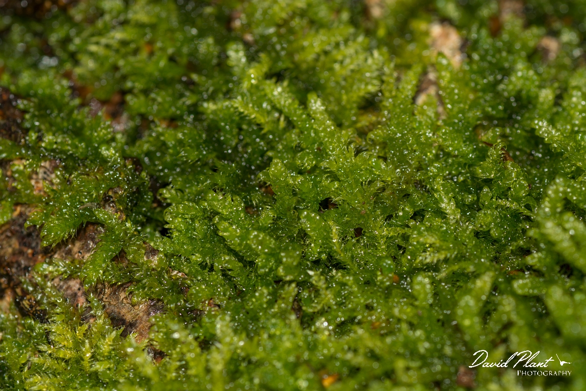 DP Photography - Wildlife Photography - Cypress-leaved plait-moss, Hypnum cupressiforme - A.jpg - Cypress-leaved plait-moss, Hypnum cupressiforme - Cambridgeshire
